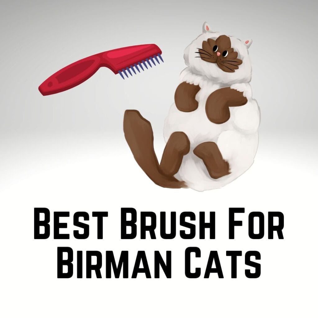 5 Best Brush For Birman Cats The Buyer's Guide Birman Cats Guide