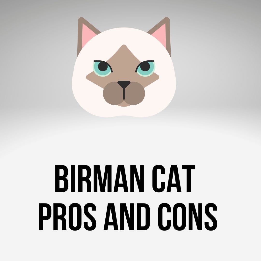 Birman Cat Pros And Cons