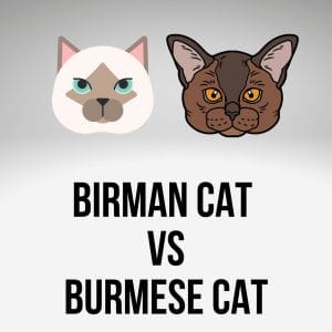 Birman Cat Vs Burmese: Are Birman And Burmese Cats the Same?