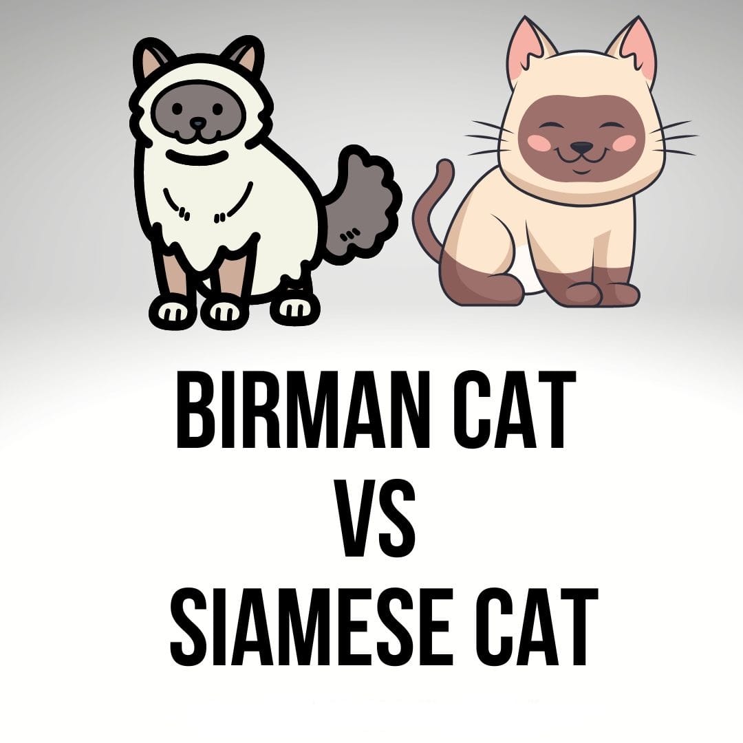 Birman Cat Vs Siamese Cat