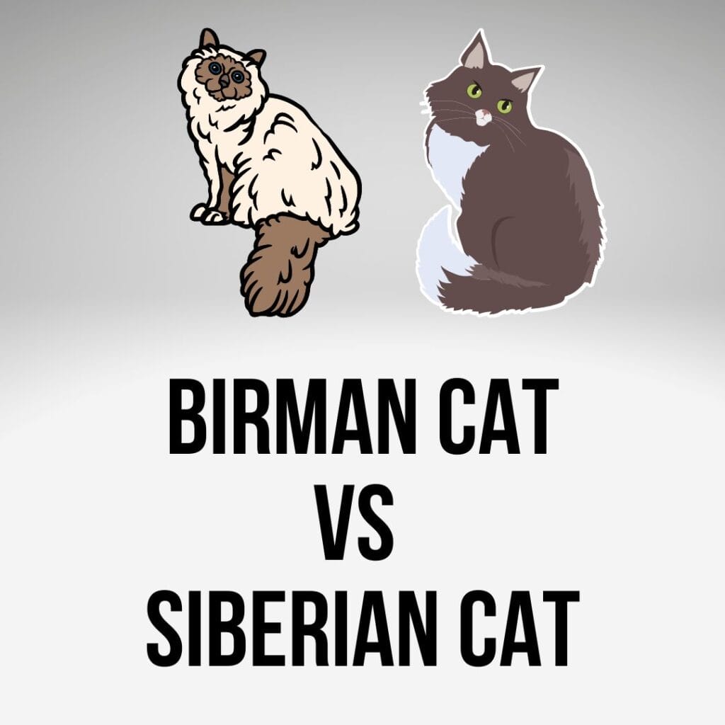 Birman Vs Siberian Cat Birman Siberian Mix Birman Cats Guide