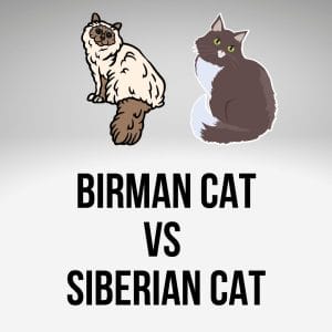 Birman Vs Siberian Cat: Birman Siberian Mix