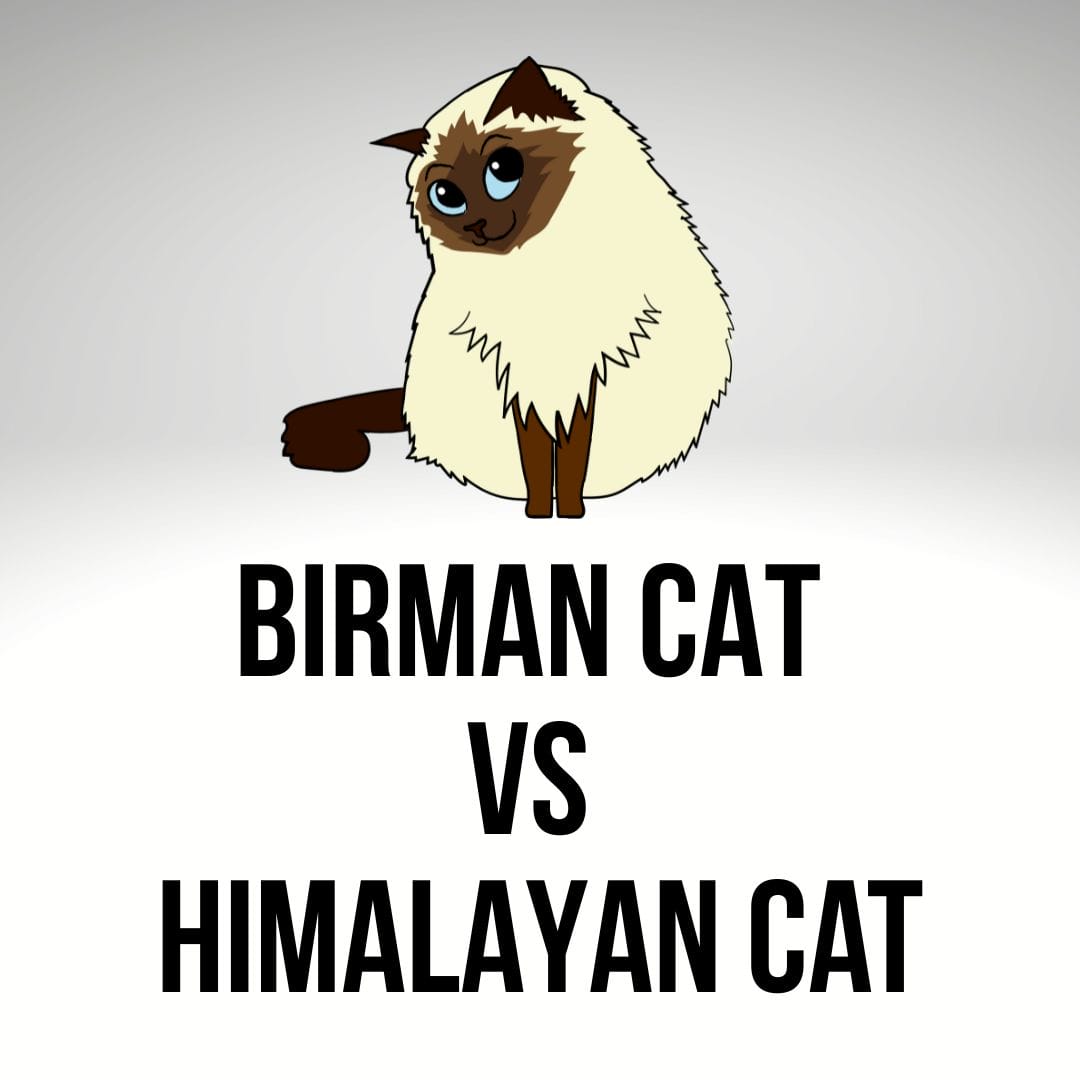 Birman Cat Vs Himalayan