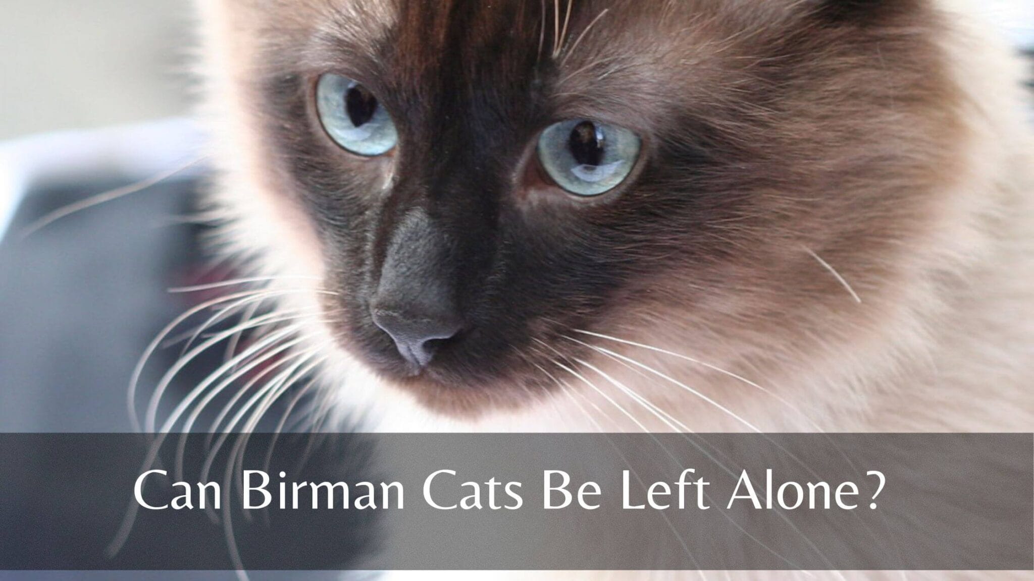 Can Birman Cats Be Left Alone? (7 Tips) - Birman Cats Guide