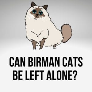 Can Birman Cats Be Left Alone? (7 Tips)