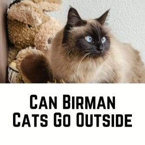 Can Birman Cats Go Outside? (13 Things To Consider)