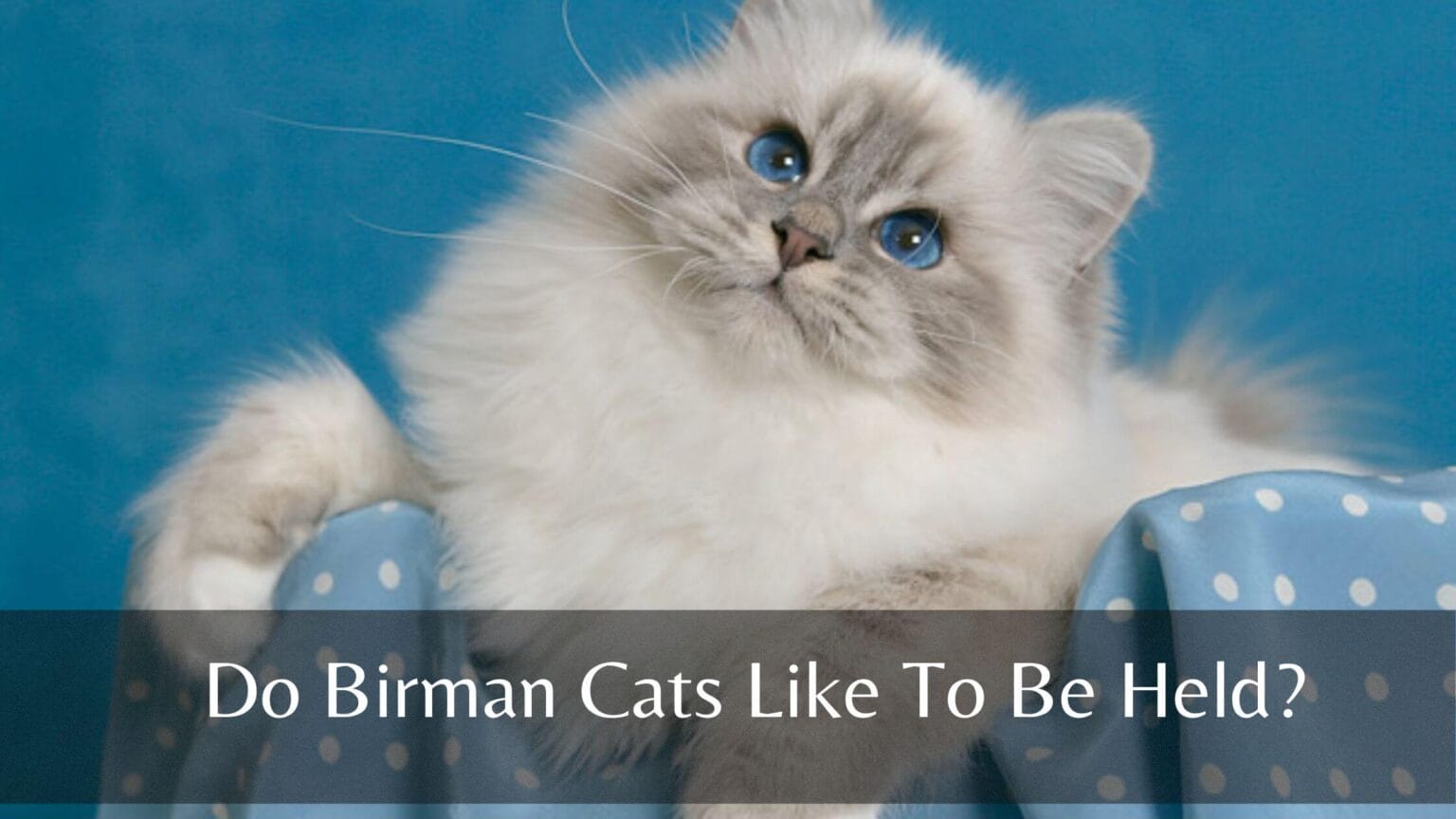 Do Birman Cats Like To Be Held? (3 Things You Must Do) Birman Cats Guide