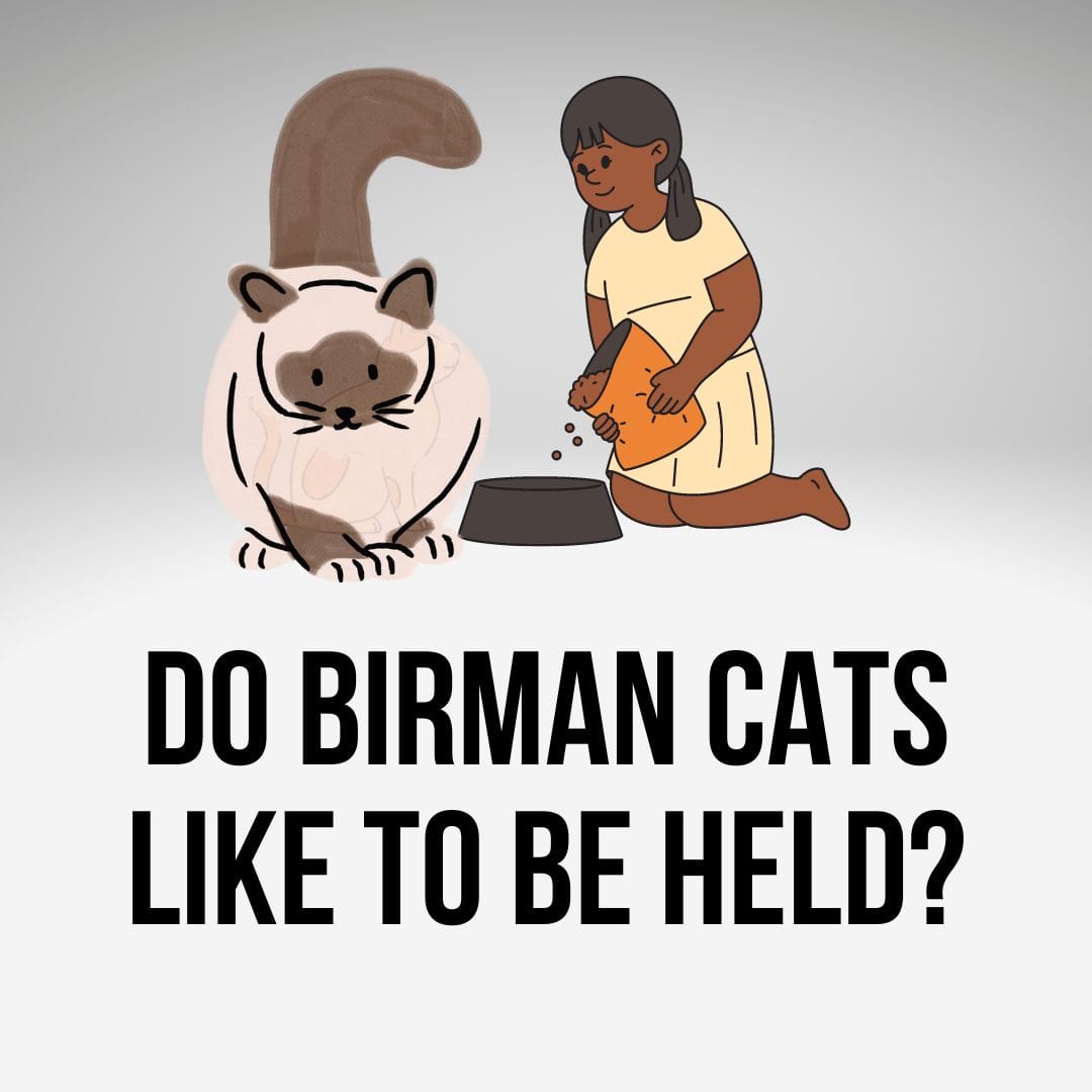 Do Birman Cats Like To Be Held