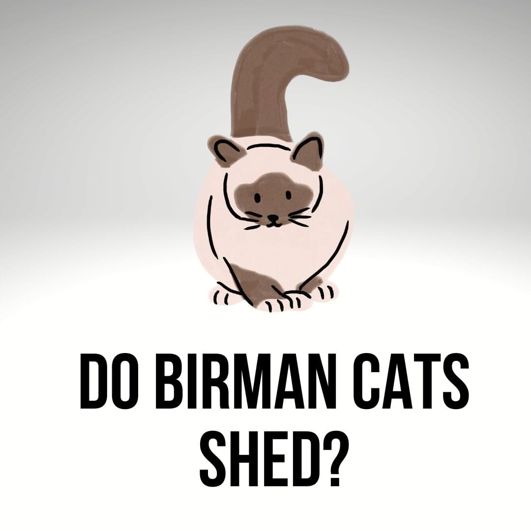 Do Birman Cats Shed? Are Birman Heavy Shedders?