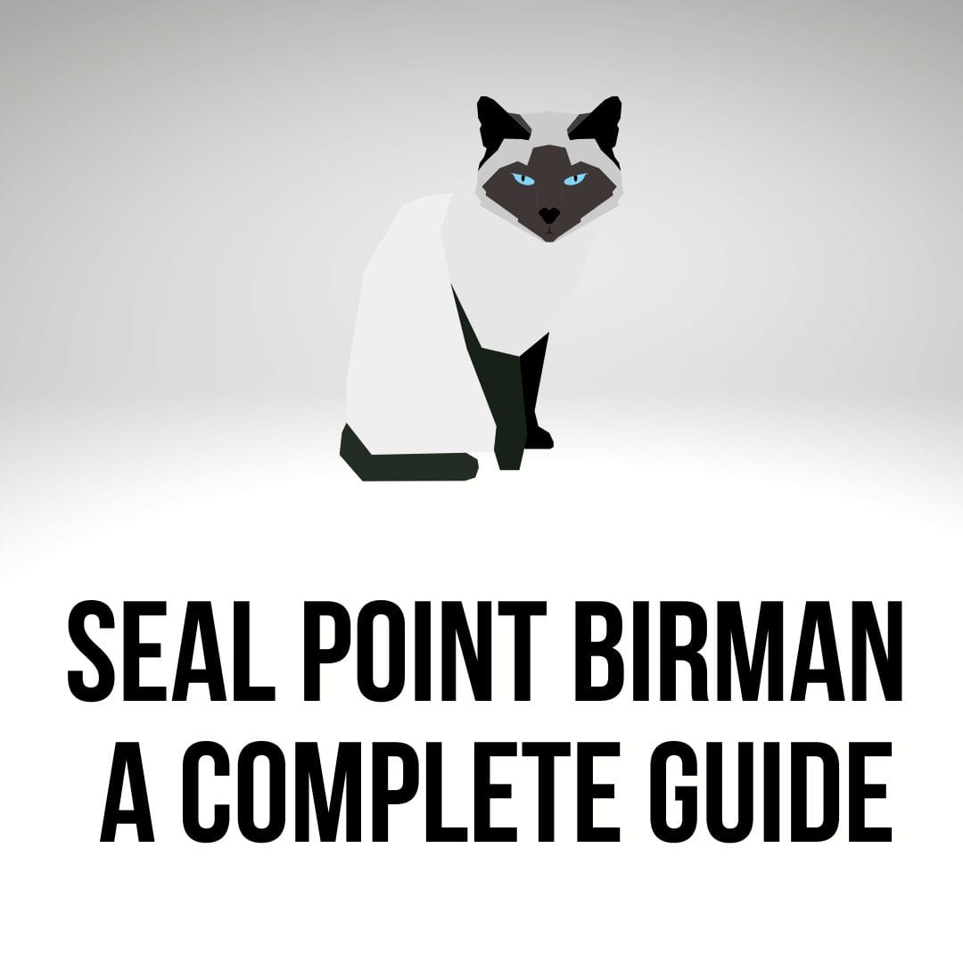 Seal Point Birman Cat: A Complete Guide