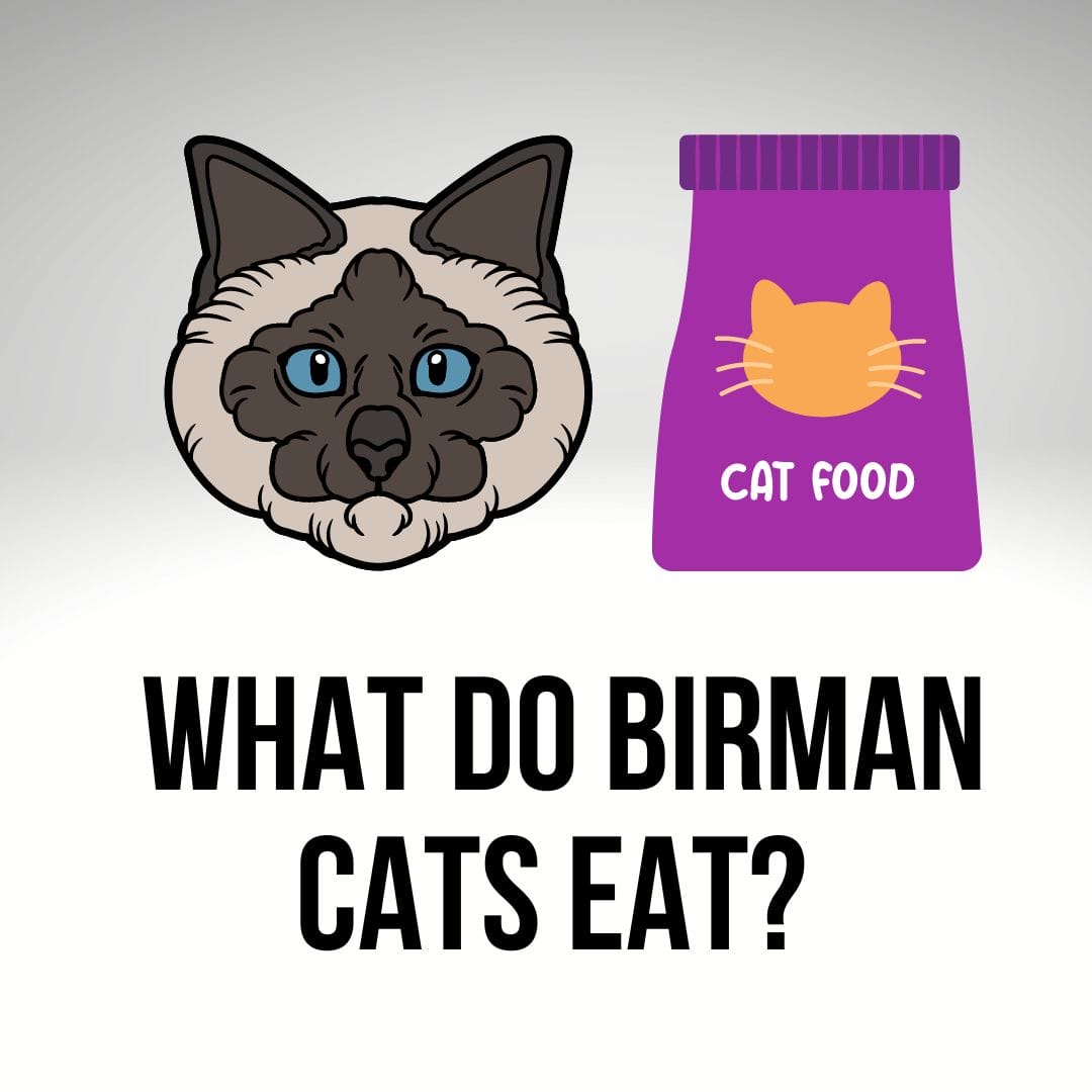 What Do Birman Cats Eat? (9+ Best Birman Cat Food)